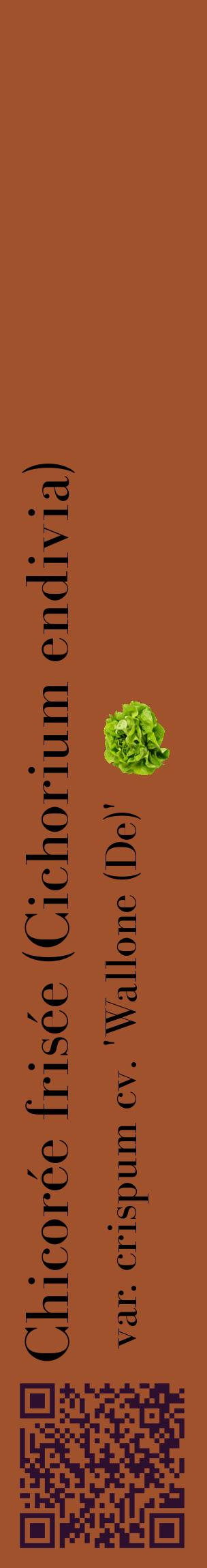 Étiquette de : Cichorium endivia var. crispum cv. 'Wallone (De)' - format c - style noire32_basiquebod avec qrcode et comestibilité simplifiée