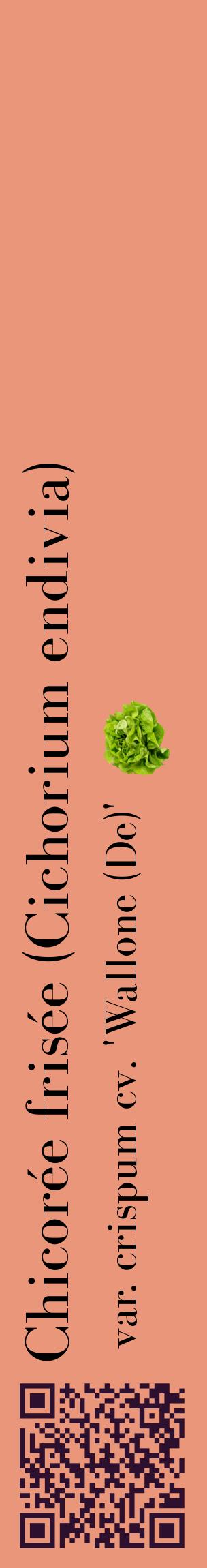 Étiquette de : Cichorium endivia var. crispum cv. 'Wallone (De)' - format c - style noire37_basiquebod avec qrcode et comestibilité simplifiée