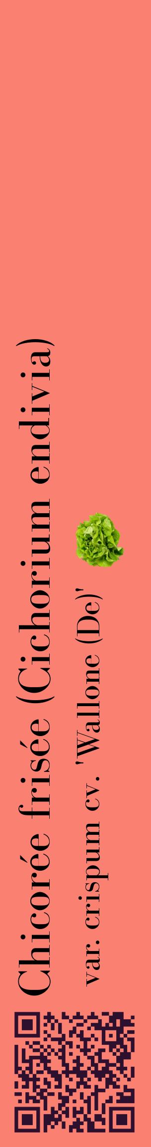 Étiquette de : Cichorium endivia var. crispum cv. 'Wallone (De)' - format c - style noire38_basiquebod avec qrcode et comestibilité simplifiée
