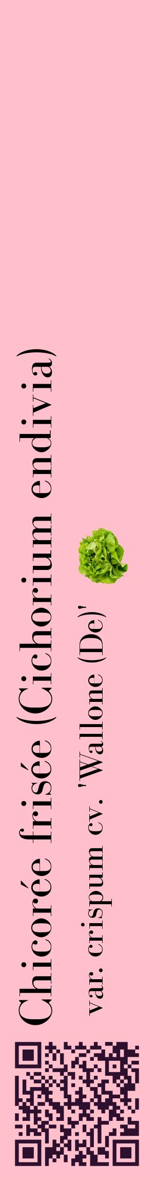 Étiquette de : Cichorium endivia var. crispum cv. 'Wallone (De)' - format c - style noire40_basiquebod avec qrcode et comestibilité simplifiée