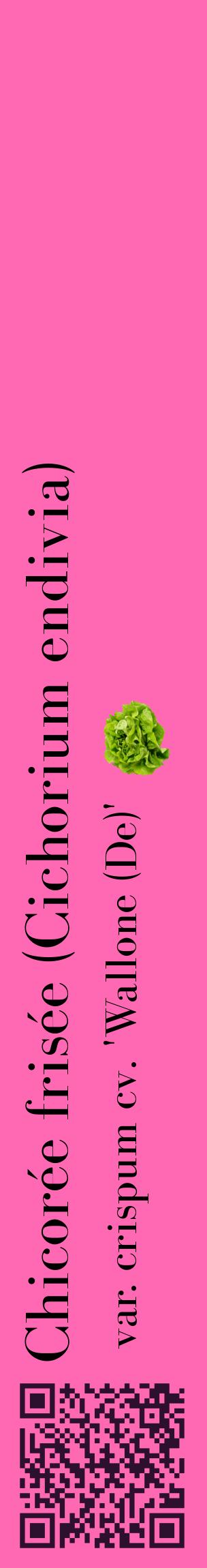 Étiquette de : Cichorium endivia var. crispum cv. 'Wallone (De)' - format c - style noire42_basiquebod avec qrcode et comestibilité simplifiée