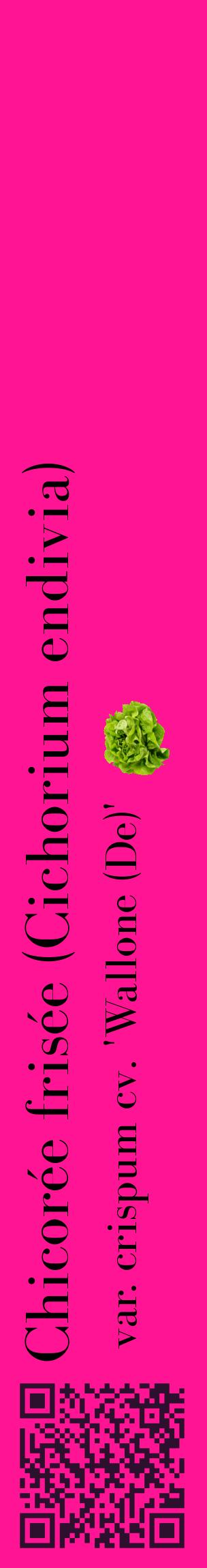 Étiquette de : Cichorium endivia var. crispum cv. 'Wallone (De)' - format c - style noire43_basiquebod avec qrcode et comestibilité simplifiée