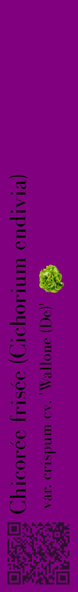 Étiquette de : Cichorium endivia var. crispum cv. 'Wallone (De)' - format c - style noire46_basiquebod avec qrcode et comestibilité simplifiée