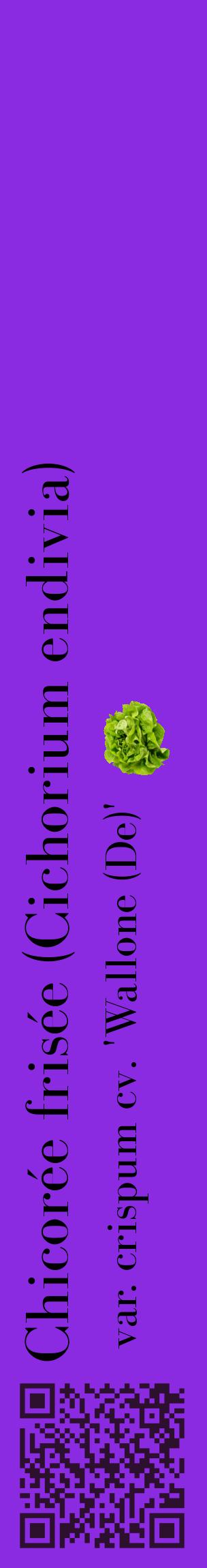 Étiquette de : Cichorium endivia var. crispum cv. 'Wallone (De)' - format c - style noire49_basiquebod avec qrcode et comestibilité simplifiée