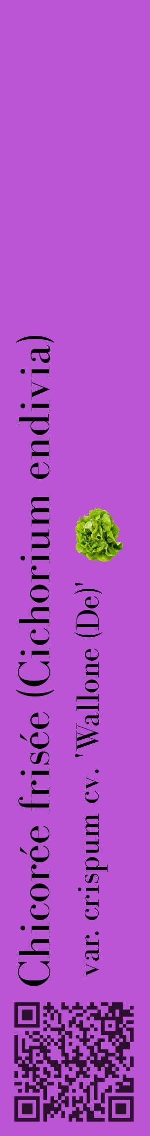 Étiquette de : Cichorium endivia var. crispum cv. 'Wallone (De)' - format c - style noire50_basiquebod avec qrcode et comestibilité simplifiée