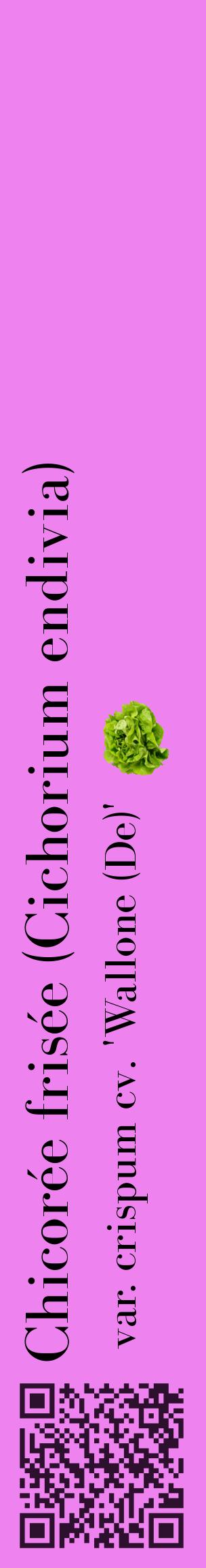 Étiquette de : Cichorium endivia var. crispum cv. 'Wallone (De)' - format c - style noire53_basiquebod avec qrcode et comestibilité simplifiée