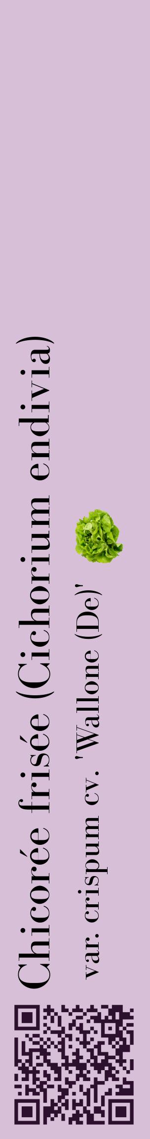 Étiquette de : Cichorium endivia var. crispum cv. 'Wallone (De)' - format c - style noire54_basiquebod avec qrcode et comestibilité simplifiée