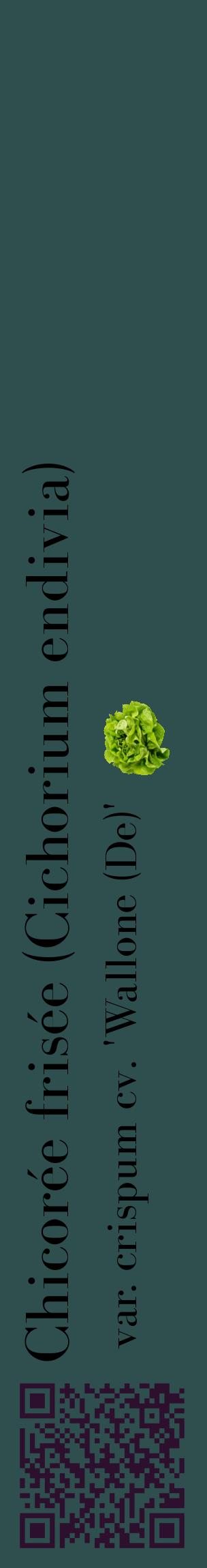 Étiquette de : Cichorium endivia var. crispum cv. 'Wallone (De)' - format c - style noire58_basiquebod avec qrcode et comestibilité simplifiée