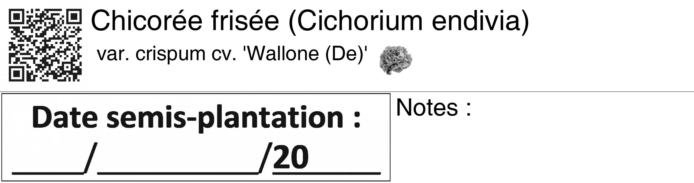 Étiquette de : Cichorium endivia var. crispum cv. 'Wallone (De)' - format c - style noire60_basiquegrrvhel avec qrcode et comestibilité simplifiée