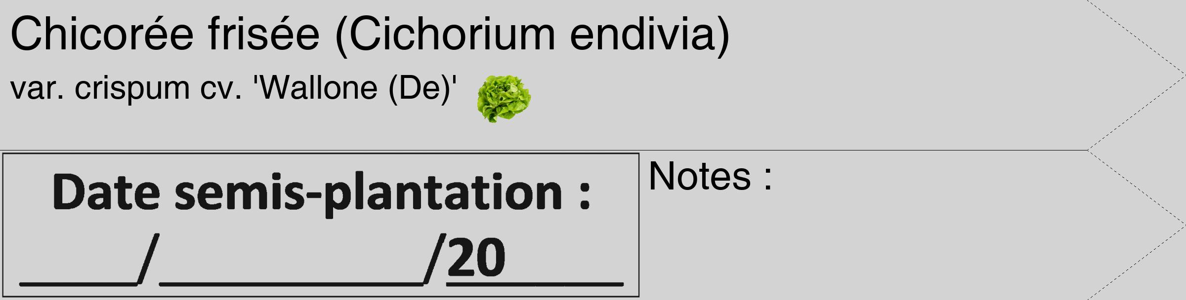 Étiquette de : Cichorium endivia var. crispum cv. 'Wallone (De)' - format c - style noire56_simple_simplehel avec comestibilité simplifiée