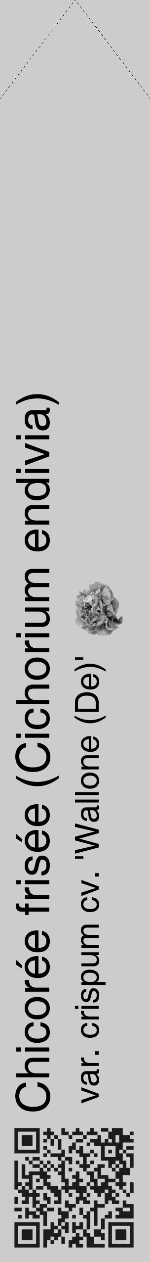 Étiquette de : Cichorium endivia var. crispum cv. 'Wallone (De)' - format c - style noire0_simple_simplehel avec qrcode et comestibilité simplifiée - position verticale