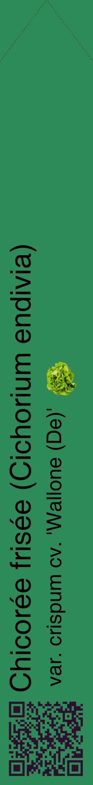 Étiquette de : Cichorium endivia var. crispum cv. 'Wallone (De)' - format c - style noire11_simplehel avec qrcode et comestibilité simplifiée