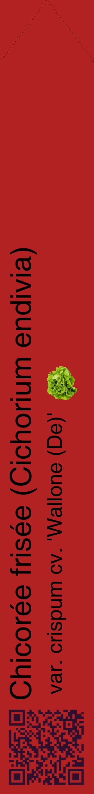 Étiquette de : Cichorium endivia var. crispum cv. 'Wallone (De)' - format c - style noire28_simplehel avec qrcode et comestibilité simplifiée