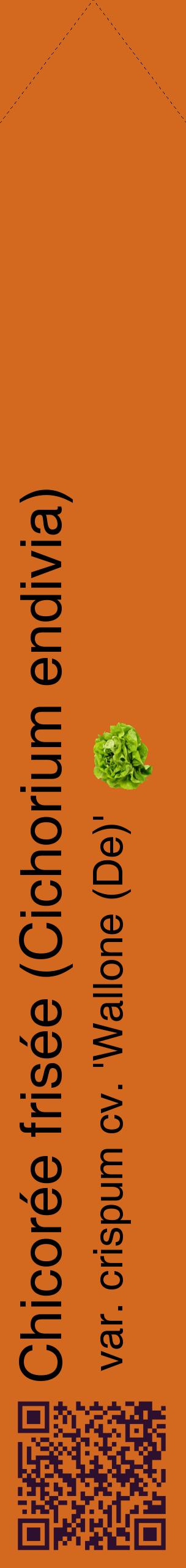 Étiquette de : Cichorium endivia var. crispum cv. 'Wallone (De)' - format c - style noire31_simplehel avec qrcode et comestibilité simplifiée