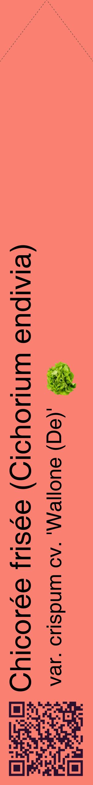 Étiquette de : Cichorium endivia var. crispum cv. 'Wallone (De)' - format c - style noire38_simplehel avec qrcode et comestibilité simplifiée