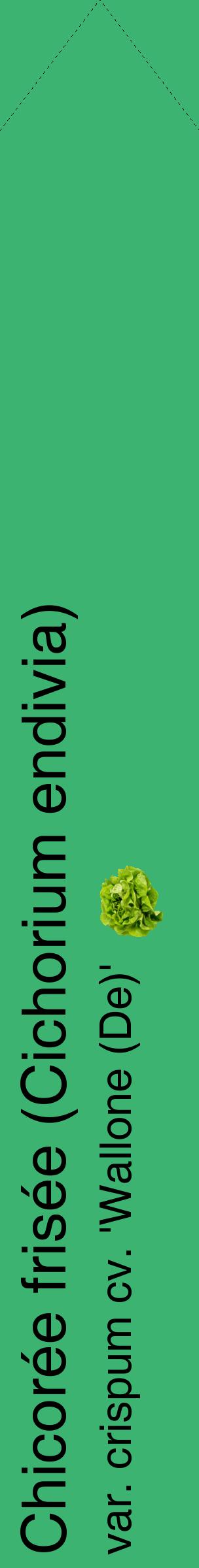 Étiquette de : Cichorium endivia var. crispum cv. 'Wallone (De)' - format c - style noire12_simplehel avec comestibilité simplifiée
