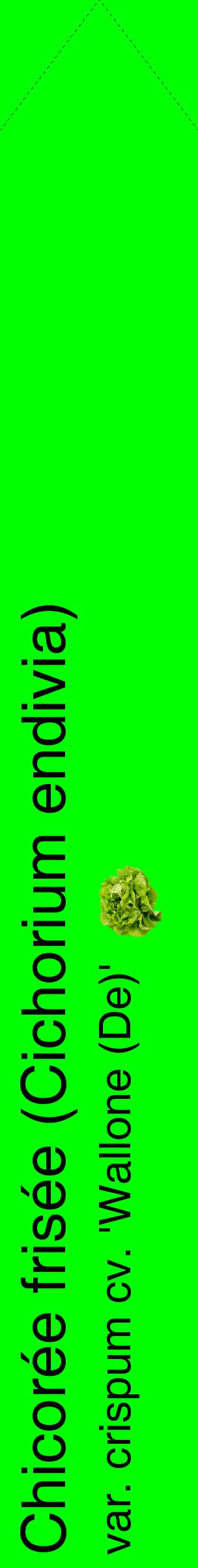 Étiquette de : Cichorium endivia var. crispum cv. 'Wallone (De)' - format c - style noire16_simplehel avec comestibilité simplifiée