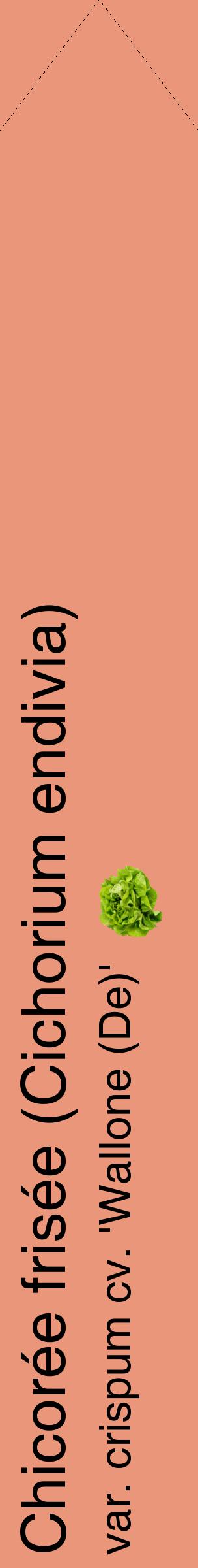 Étiquette de : Cichorium endivia var. crispum cv. 'Wallone (De)' - format c - style noire37_simplehel avec comestibilité simplifiée