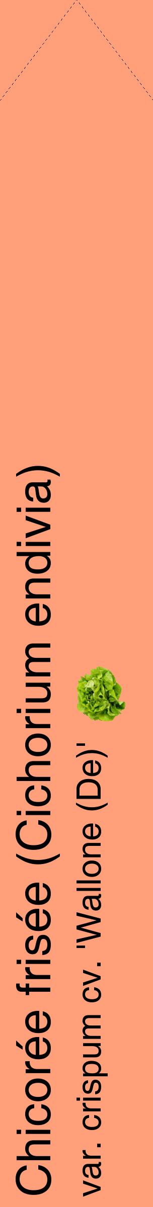 Étiquette de : Cichorium endivia var. crispum cv. 'Wallone (De)' - format c - style noire39_simplehel avec comestibilité simplifiée