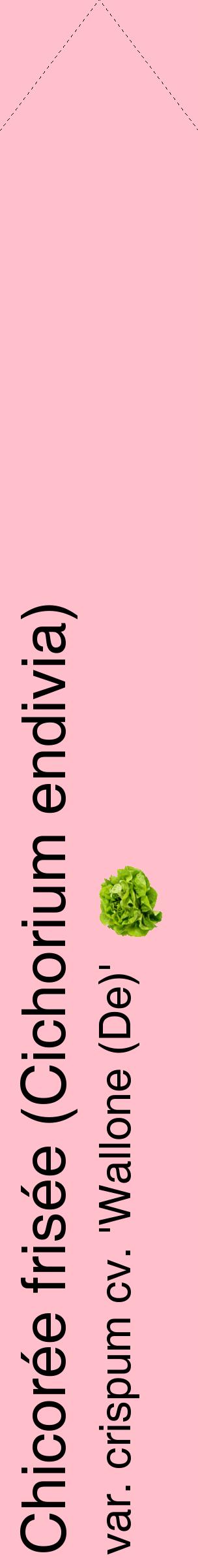 Étiquette de : Cichorium endivia var. crispum cv. 'Wallone (De)' - format c - style noire40_simplehel avec comestibilité simplifiée