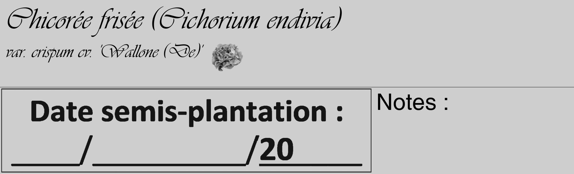 Étiquette de : Cichorium endivia var. crispum cv. 'Wallone (De)' - format c - style noire17_basique_basiqueviv avec comestibilité simplifiée