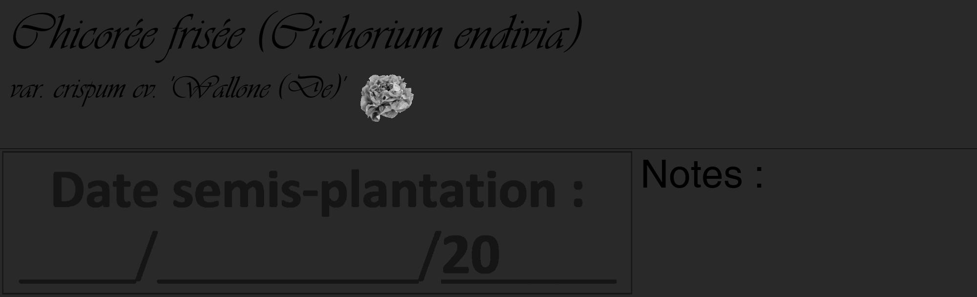 Étiquette de : Cichorium endivia var. crispum cv. 'Wallone (De)' - format c - style noire34_basique_basiqueviv avec comestibilité simplifiée