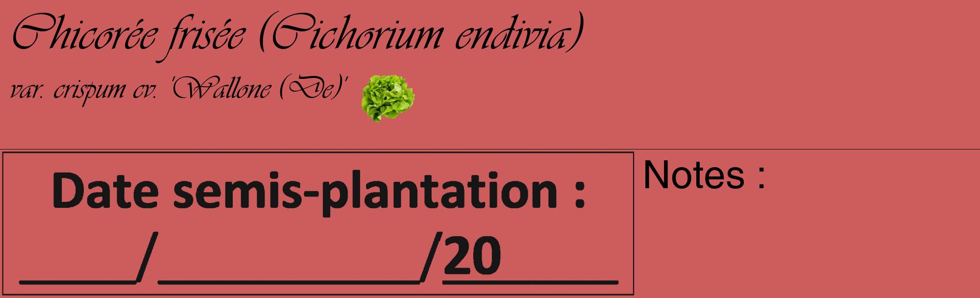 Étiquette de : Cichorium endivia var. crispum cv. 'Wallone (De)' - format c - style noire35_basique_basiqueviv avec comestibilité simplifiée