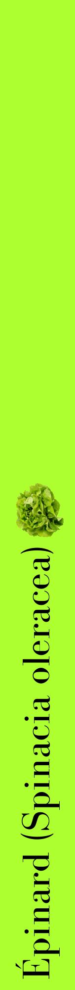 Étiquette de : Spinacia oleracea - format a - style noire17bod avec comestibilité simplifiée