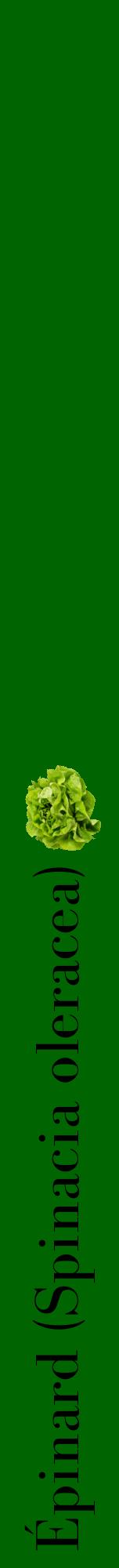 Étiquette de : Spinacia oleracea - format a - style noire8bod avec comestibilité simplifiée