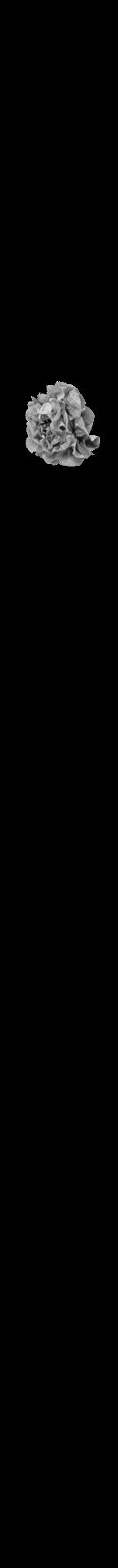 Étiquette de : Ocimum campechianum - format a - style noire59bod avec comestibilité simplifiée - position verticale