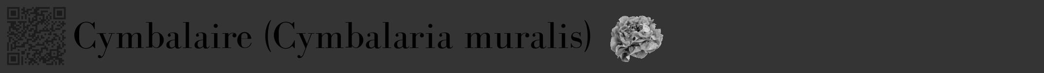 Étiquette de : Cymbalaria muralis - format a - style noire46bod avec qrcode et comestibilité simplifiée