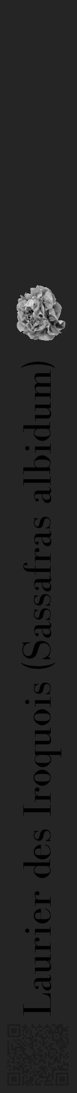 Étiquette de : Sassafras albidum - format a - style noire47bod avec qrcode et comestibilité simplifiée - position verticale