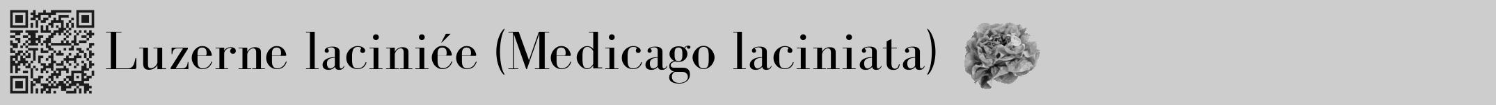 Étiquette de : Medicago laciniata - format a - style noire41bod avec qrcode et comestibilité simplifiée