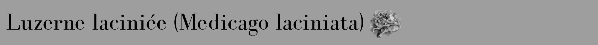 Étiquette de : Medicago laciniata - format a - style noire23bod avec comestibilité simplifiée