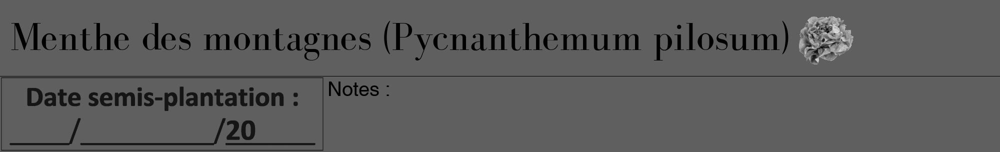 Étiquette de : Pycnanthemum pilosum - format a - style noire10bod avec comestibilité simplifiée