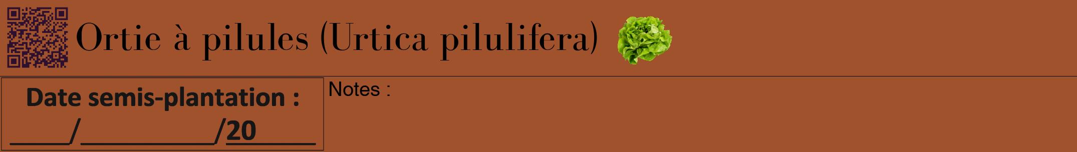 Étiquette de : Urtica pilulifera - format a - style noire32bod avec qrcode et comestibilité simplifiée
