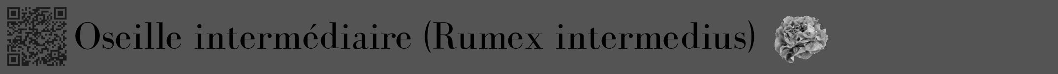 Étiquette de : Rumex intermedius - format a - style noire36bod avec qrcode et comestibilité simplifiée