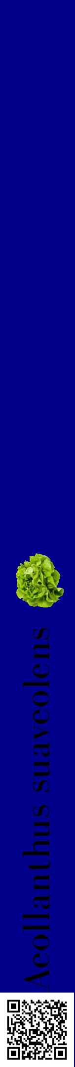 Étiquette de : Aeollanthus suaveolens - format a - style noire7bod avec qrcode et comestibilité simplifiée