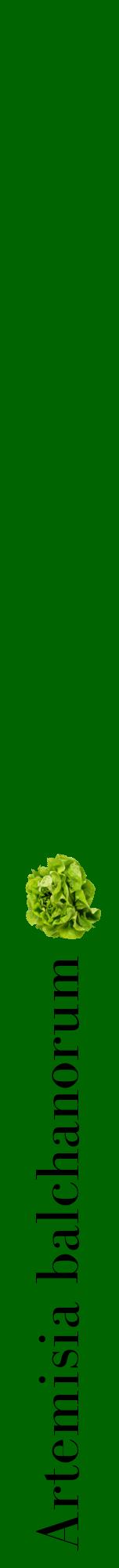 Étiquette de : Artemisia balchanorum - format a - style noire8bod avec comestibilité simplifiée