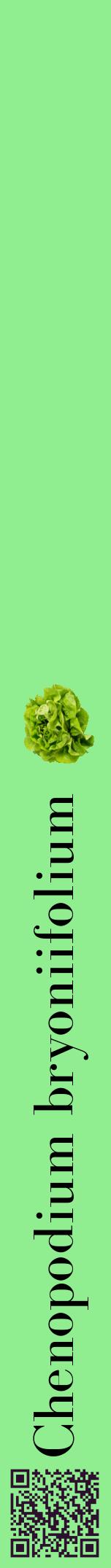 Étiquette de : Chenopodium bryoniifolium - format a - style noire15bod avec qrcode et comestibilité simplifiée