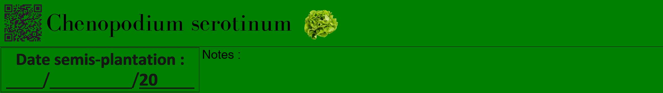 Étiquette de : Chenopodium serotinum - format a - style noire9bod avec qrcode et comestibilité simplifiée