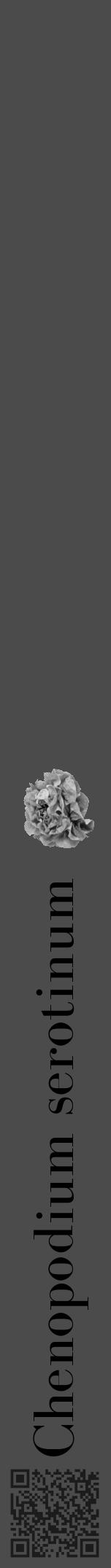 Étiquette de : Chenopodium serotinum - format a - style noire9bod avec qrcode et comestibilité simplifiée - position verticale