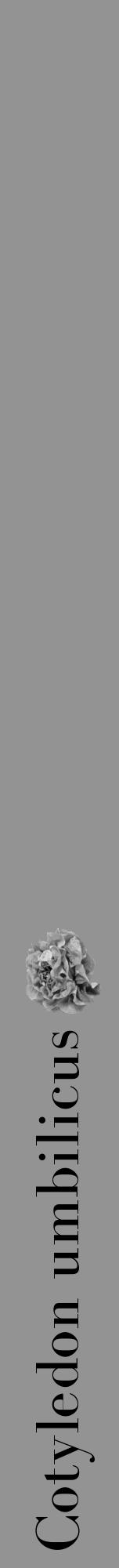 Étiquette de : Cotyledon umbilicus - format a - style noire44bod avec comestibilité simplifiée - position verticale