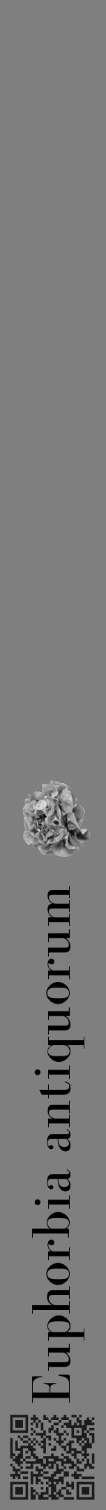 Étiquette de : Euphorbia antiquorum - format a - style noire31bod avec qrcode et comestibilité simplifiée - position verticale
