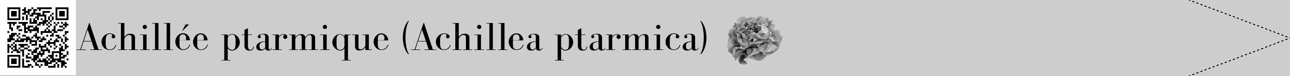 Étiquette de : Achillea ptarmica - format b - style noire41bod avec qrcode et comestibilité simplifiée