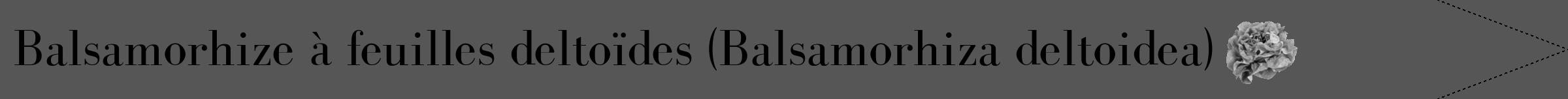Étiquette de : Balsamorhiza deltoidea - format b - style noire45bod avec comestibilité simplifiée