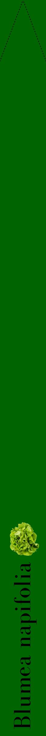 Étiquette de : Blumea napifolia - format b - style noire8bod avec comestibilité simplifiée