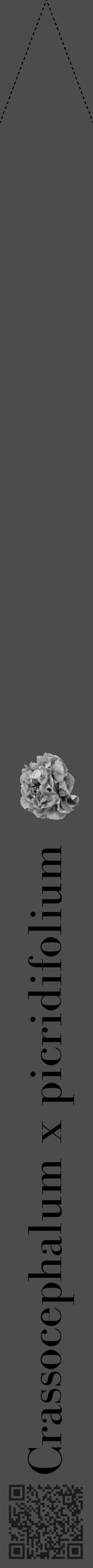 Étiquette de : Crassocephalum x picridifolium - format b - style noire27bod avec qrcode et comestibilité simplifiée - position verticale