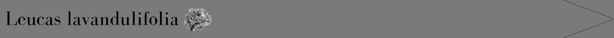 Étiquette de : Leucas lavandulifolia - format b - style noire3bod avec comestibilité simplifiée