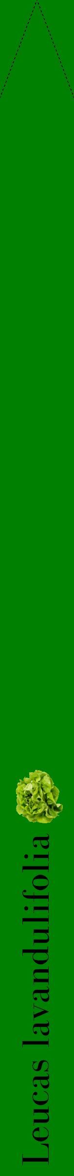Étiquette de : Leucas lavandulifolia - format b - style noire9bod avec comestibilité simplifiée